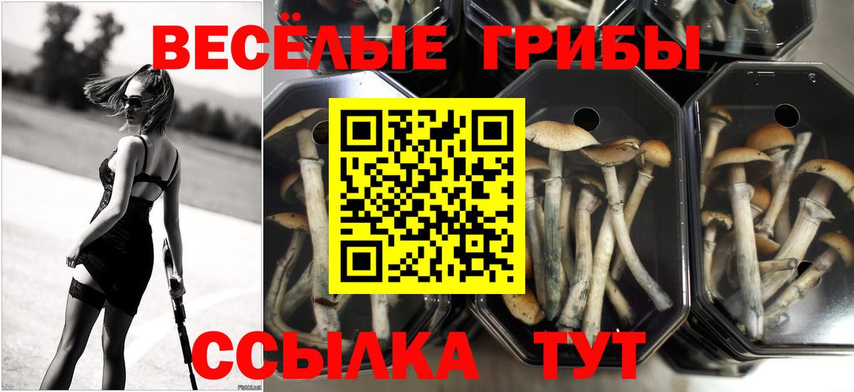 Галлюциногенные грибы Psilocybe Ишимбай